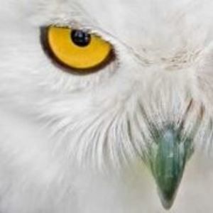 Meet your Posher, George